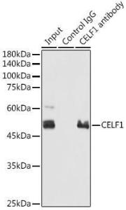 Immunoprecipitation analysis of 300µg extracts of 293T cells using 3µg of Anti-CUG-BP1 Antibody (A11903). This Western blot was performed on the immunoprecipitate using Anti-CUG-BP1 Antibody (A11903) at a dilution of 1:1000.