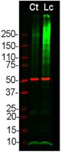 Anti-Ubiquitin Rabbit Polyclonal Antibody