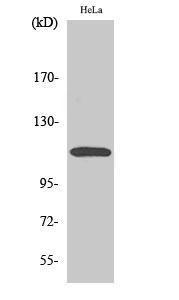 Western blot analysis of various cells using Anti-CARD10 Antibody