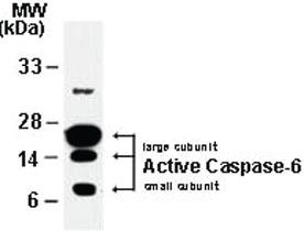 Anti-CASP6 Rabbit Polyclonal Antibody