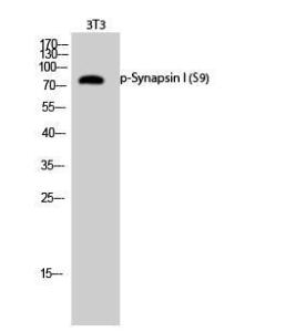 Western blot analysis of 3T3 cells using Anti-Synapsin (phospho Ser9) Antibody