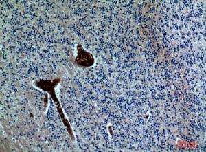 Immunohistochemical analysis of paraffin-embedded human brain using Anti-FGF17 Antibody