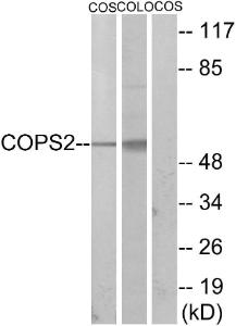 Anti-TRIP15 Rabbit Polyclonal Antibody