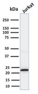 Western blot analysis of human Jurkat cell lysate using Anti-CD3 epsilon Antibody [PC3/188A]