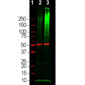 Anti-Ubiquitin Rabbit Polyclonal Antibody