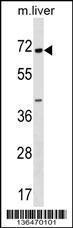 Anti-CPNE6 Rabbit Polyclonal Antibody (AP (Alkaline Phosphatase))