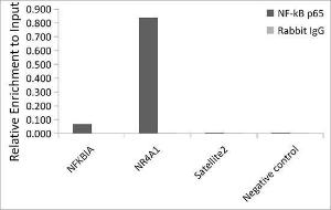 Anti-NF-kB p65 Rabbit Monoclonal Antibody [clone: ARC51086]