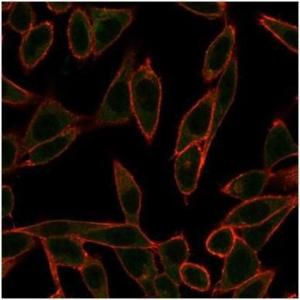 Immunofluorescent analysis of PFA-fixed HeLa cells stained with Anti-NeuroG3 Antibody [PCRP-NEUROG3-1E10] followed by Goat Anti-Mouse IgG (CF&#174; 488) (Green). CF&#174; 640A Phalloidin (Red).