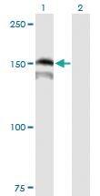 Anti-PRDM15 Mouse Polyclonal Antibody