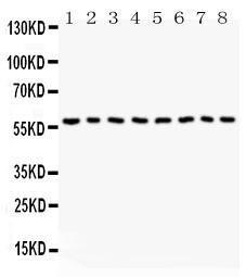 Anti-Beclin 1 Polyclonal Antibody