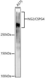 Antibody A306574-100 100 µl