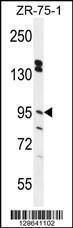 Anti-ERMP1 Rabbit Polyclonal Antibody (Biotin)