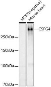 Anti-NG2 Rabbit Polyclonal Antibody