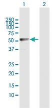 Anti-LDHD Rabbit Polyclonal Antibody