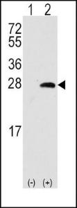 Anti-SIGMAR1 Rabbit Polyclonal Antibody