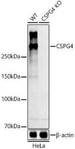 Anti-NG2 Rabbit Polyclonal Antibody