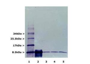 Blots of mono and polyubiquitin (Lane 1), monoubiquitin only (Lane 2), and 100  µg total wet weight of cerebellum, cortex and brain stem respectively (Lane 3-5) were probed with Anti-Ubiquitin Antibody. Material was run out on 20% SDS-PAGE and transferred electrophoretically to PVDF