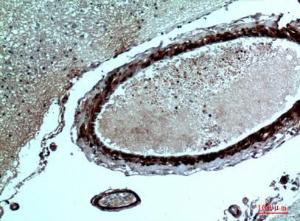 Immunohistochemical analysis of paraffin-embedded human brain using Anti-FGF17 Antibody