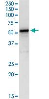 Anti-LDHD Rabbit Polyclonal Antibody