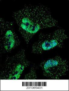 Anti-ELAVL1 Mouse Monoclonal Antibody (FITC (Fluorescein Isothiocyanate)) [clone: 224CT6.5.3]