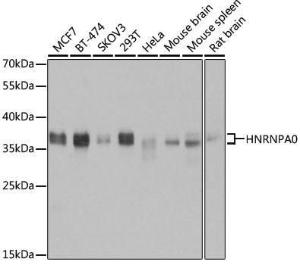 Western blot analysis of extracts of various cell lines, using Anti-HNRNPA0 Antibody (A11913) at 1:3,000 dilution