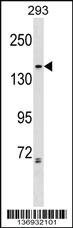 Anti-NCAPG2 Rabbit Polyclonal Antibody