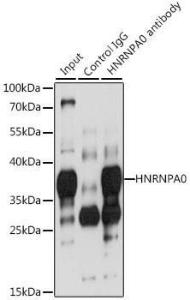 Immunoprecipitation analysis of 200 µg extracts of 293T cells using 3 µg of Anti-HNRNPA0 Antibody (A11913). This Western blot was performed on the immunoprecipitate using Anti-HNRNPA0 Antibody (A11913) at a dilution of 1:1000