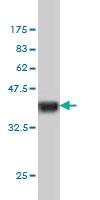 Anti-NCK1 Mouse Monoclonal Antibody [clone: 1A1]