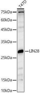 Western blot analysis of extracts of T47D cells, using Anti-Lin28A Antibody (A11914) at 1:1,000 dilution. The secondary antibody was Goat Anti-Rabbit IgG H&L Antibody (HRP) at 1:10,000 dilution.