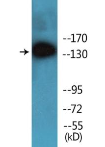 Antibody anti-SHIP1 phospho TYR1021