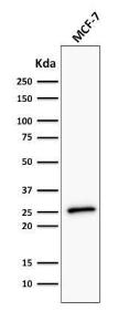 Western blot analysis of human MCF-7 cell lysate using Anti-Bcl-2 Antibody [BCL2/782 + BCL2/796]