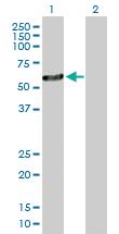 Anti-OXCT2 Mouse Polyclonal Antibody