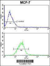 Anti-PIN1 Rabbit Polyclonal Antibody (FITC (Fluorescein Isothiocyanate))