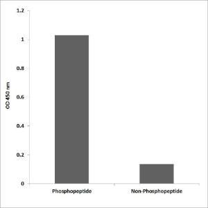 ELISA for immunogen phosphopeptide (left) and non-phosphopeptide (right) using Anti-PSD-95 (phospho Ser295) Antibody