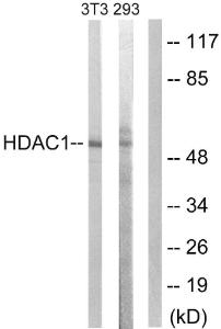 Western blot analysis of lysates from NIH/3T3 cells using Anti-HDAC1 Antibody. The right hand lane represents a negative control, where the antibody is blocked by the immunising peptide