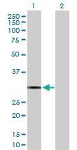 Anti-PDYN Rabbit Polyclonal Antibody