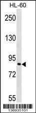 Anti-TAB3 Rabbit Polyclonal Antibody