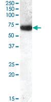 Anti-GCKR Goat Polyclonal Antibody