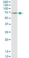 Anti-ATAD3A Polyclonal Antibody Pair