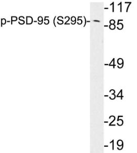 Western blot analysis of lysates from brain tissue using Anti-PSD-95 (phospho Ser295) Antibody