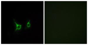 Immunofluorescence analysis of COS7 cells using Anti-FFAR2 Antibody. The right hand panel represents a negative control, where the antibody was pre-incubated with the immunising peptide.