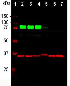 Western blot analysis of cell line lysates probed simultaneously with Anti-MARCKS Antibody (1:1,000/green) and Anti-GAPDH Antibody (A85382/1:5,000/red): [1] protein standard (red), [2] HEK293, [3] HeLa, [4] SH-SY5Y, [5] COS1, [6] NIH-3T3, [7] C6 cells