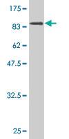 Anti-XRCC5 Mouse Monoclonal Antibody [clone: 3D8]