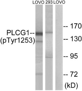 Western blot analysis of lysates from LOVO cells treated with and 293 cells treated with heat shock using Anti-PLCG1 (phospho Tyr1253) Antibody. The right hand lane represents a negative control, where the antibody is blocked by the immunising peptide