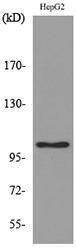 Western blot analysis of lysate from HepG2 cells using Anti-FCRL5 Antibody