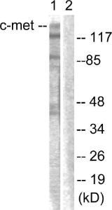 Western blot analysis of lysates from HepG2 cells using Anti-c-Met Antibody. The right hand lane represents a negative control, where the antibody is blocked by the immunising peptide