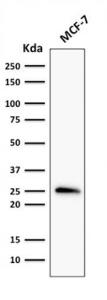 Western blot analysis of MCF-7 cell lysate using Anti-Bcl-2 Antibody [rBCL2/796]