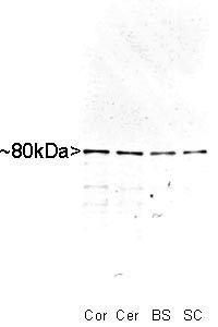 Western blot of whole rat cortex (Co), cerebellum (Ce), brain stem (BS) and spinal cord (SC) homogenate stained with Anti-MARCKS Antibody (1:10,000). A prominent band running with an apparent SDS-PAGE molecular weight of ~80 kDa corresponds to MARCKS