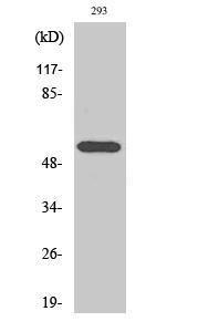 Western blot analysis of various cells using Anti-HDAC1 Antibody