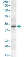 Anti-MTNR1A Goat Polyclonal Antibody